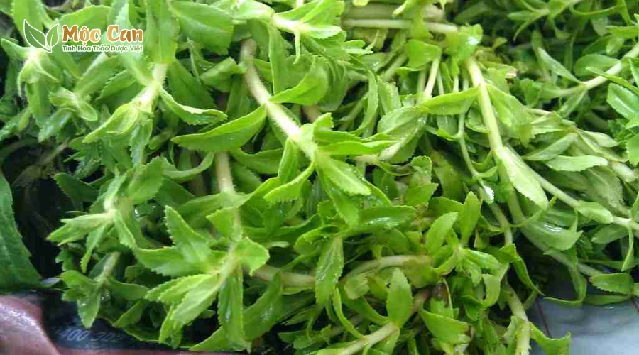 ĐIỀU GÌ XẢY RA NẾU ĂN RAU NGỔ 1 TUẦN 1